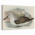 Culminated Albatross by Elizabeth Gould - Romantic Art Print