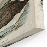 Culminated Albatross by Elizabeth Gould - Romantic Art Print