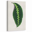 Green Maranta Warscewiczii Leaf - Romantic Era Botanical Print