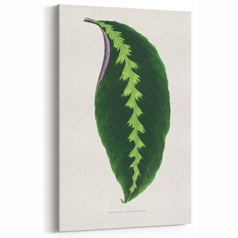 Green Maranta Warscewiczii Leaf - Romantic Era Botanical Print