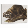 Raccoon by Audubon - Romanticism Wildlife Art Print on Canvas