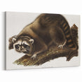 Raccoon by Audubon - Romanticism Wildlife Art Print on Canvas