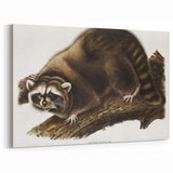 Raccoon by Audubon - Romanticism Wildlife Art Print on Canvas