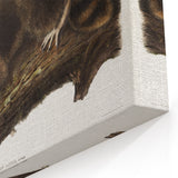 Raccoon by Audubon - Romanticism Wildlife Art Print on Canvas