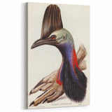 Australian Cassowary by Elizabeth Gould - Romantic Wildlife Art Print