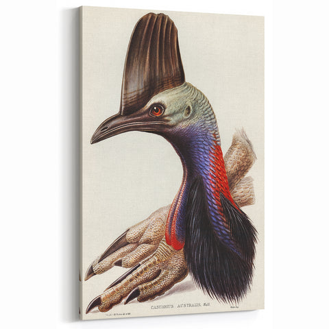 Australian Cassowary by Elizabeth Gould - Romantic Wildlife Art Print