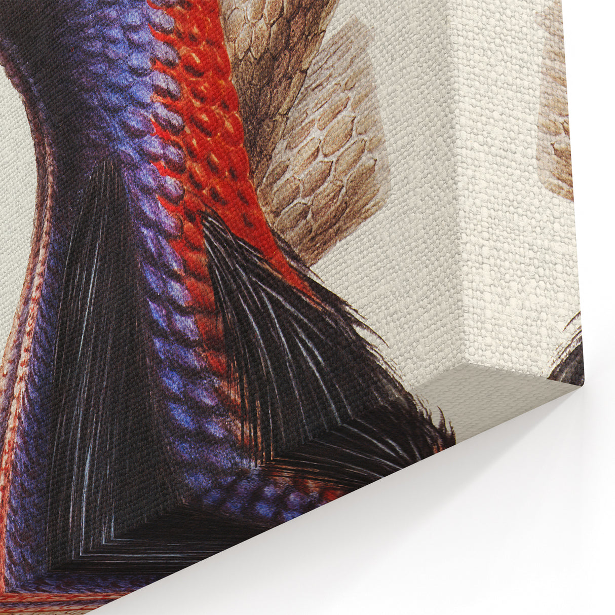 Australian Cassowary by Elizabeth Gould - Romantic Wildlife Art Print