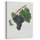Black Canaiolo by Giorgio Gallesio - Romanticism Botanical Art Print