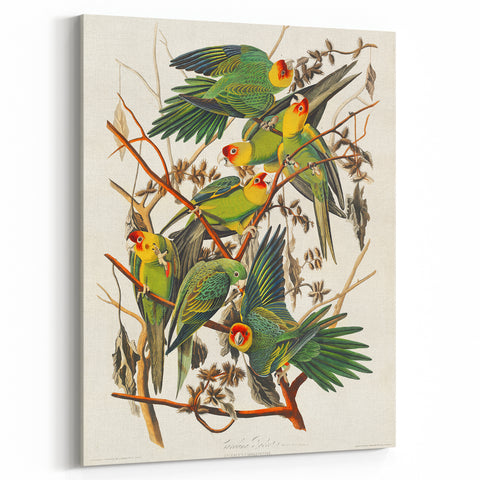 Carolina Parrot by Audubon - Romanticism Wildlife Art Print