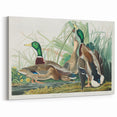 Mallard Duck by Audubon - Romanticism Wildlife Art Print