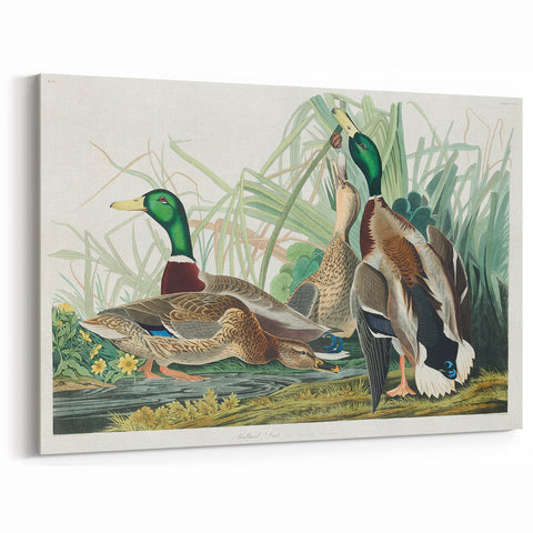 Mallard Duck by Audubon - Romanticism Wildlife Art Print