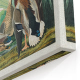 Mallard Duck by Audubon - Romanticism Wildlife Art Print
