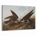 Peregrine Falcons by Audubon - Romanticism Wildlife Art Print