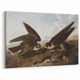 Peregrine Falcons by Audubon - Romanticism Wildlife Art Print