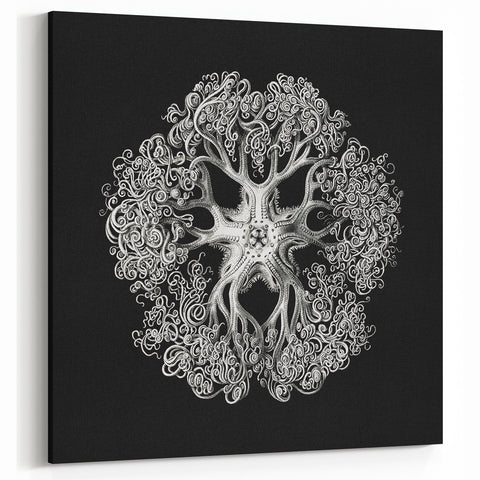 Modern Monochrome Art: Intricate Brittle Star Illustration