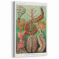 Modern Wall Art: Chaetopoda - Intricate Marine Life Illustration