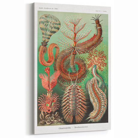 Modern Wall Art: Chaetopoda - Intricate Marine Life Illustration