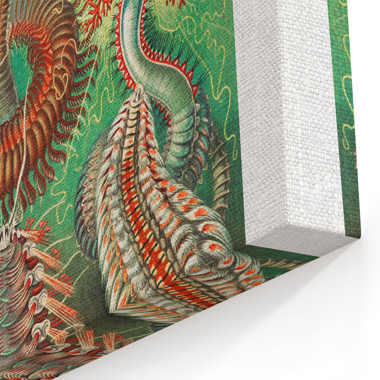 Modern Wall Art: Chaetopoda - Intricate Marine Life Illustration