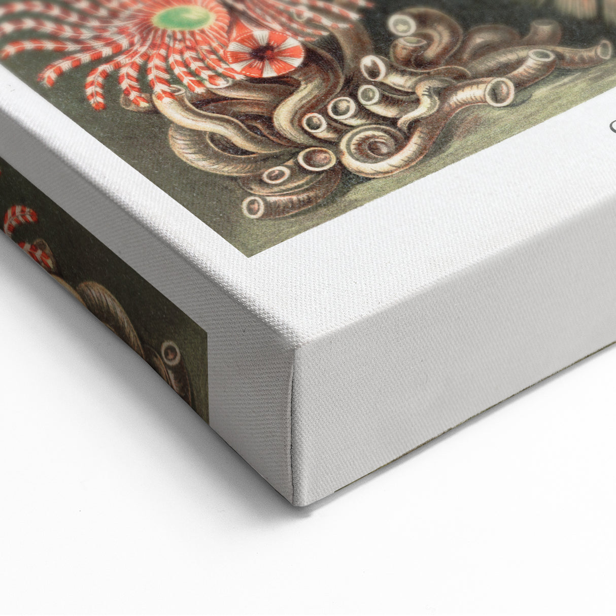 Modern Wall Art: Chaetopoda - Intricate Marine Life Illustration