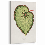 Famous Romantic Era Art: Green Begonia Rex Canvas Print