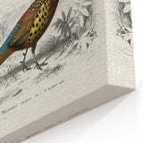Historical Romanticism Canvas: Ring-necked Pheasant Artwork