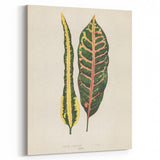 Romanticism Art: Croton Botanical Illustration for Classic Decor