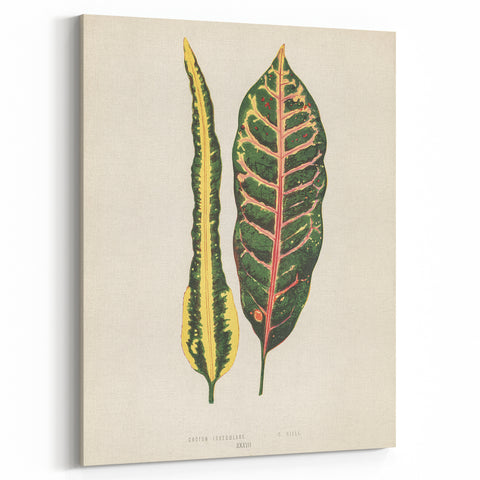 Romanticism Art: Croton Botanical Illustration for Classic Decor