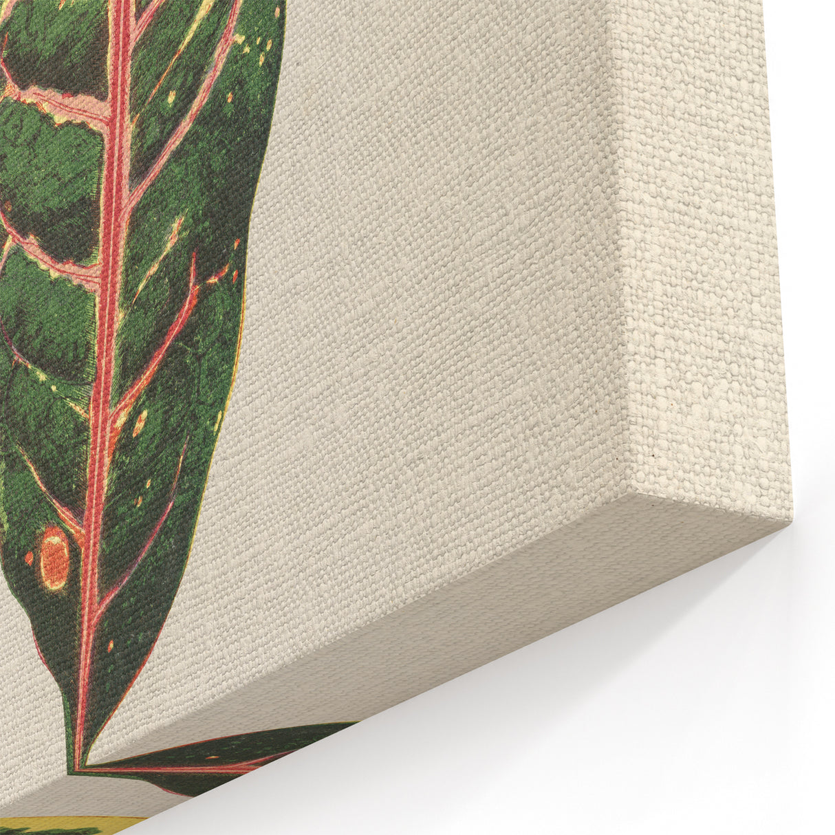 Romanticism Art: Croton Botanical Illustration for Classic Decor