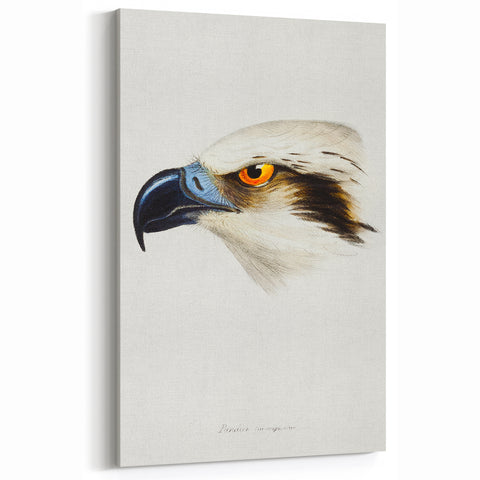 Romanticism Art: White-Headed Osprey Wildlife Illustration