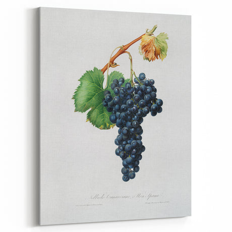 Romanticism Art: Grape Spanna Botanical Illustration