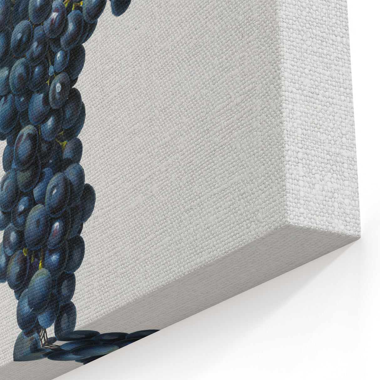 Romanticism Art: Grape Spanna Botanical Illustration