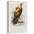 Romanticism Art: Eastern Imperial Eagle Illustration