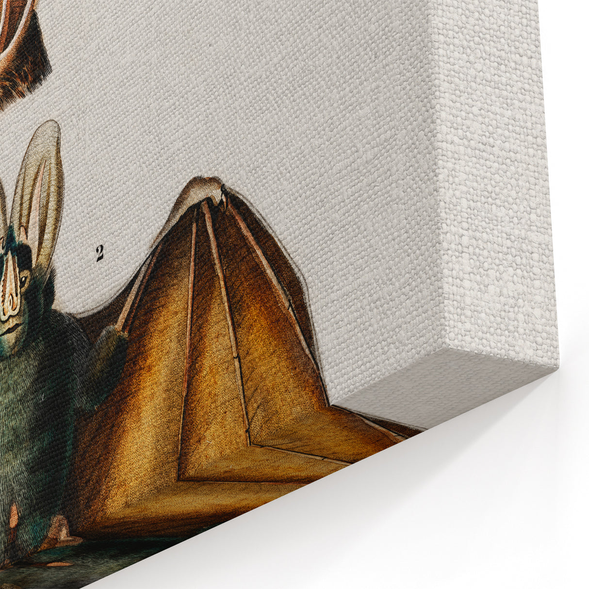 Romanticism Art: Plecotus Bat Scientific Illustration
