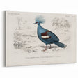 Romanticism Art: Crowned Pigeon (Goura) Illustration