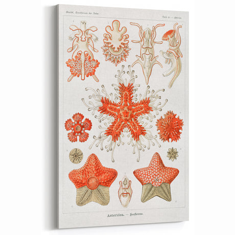 Modern Wall Art: Asteridea Design in Vibrant Coral Tones