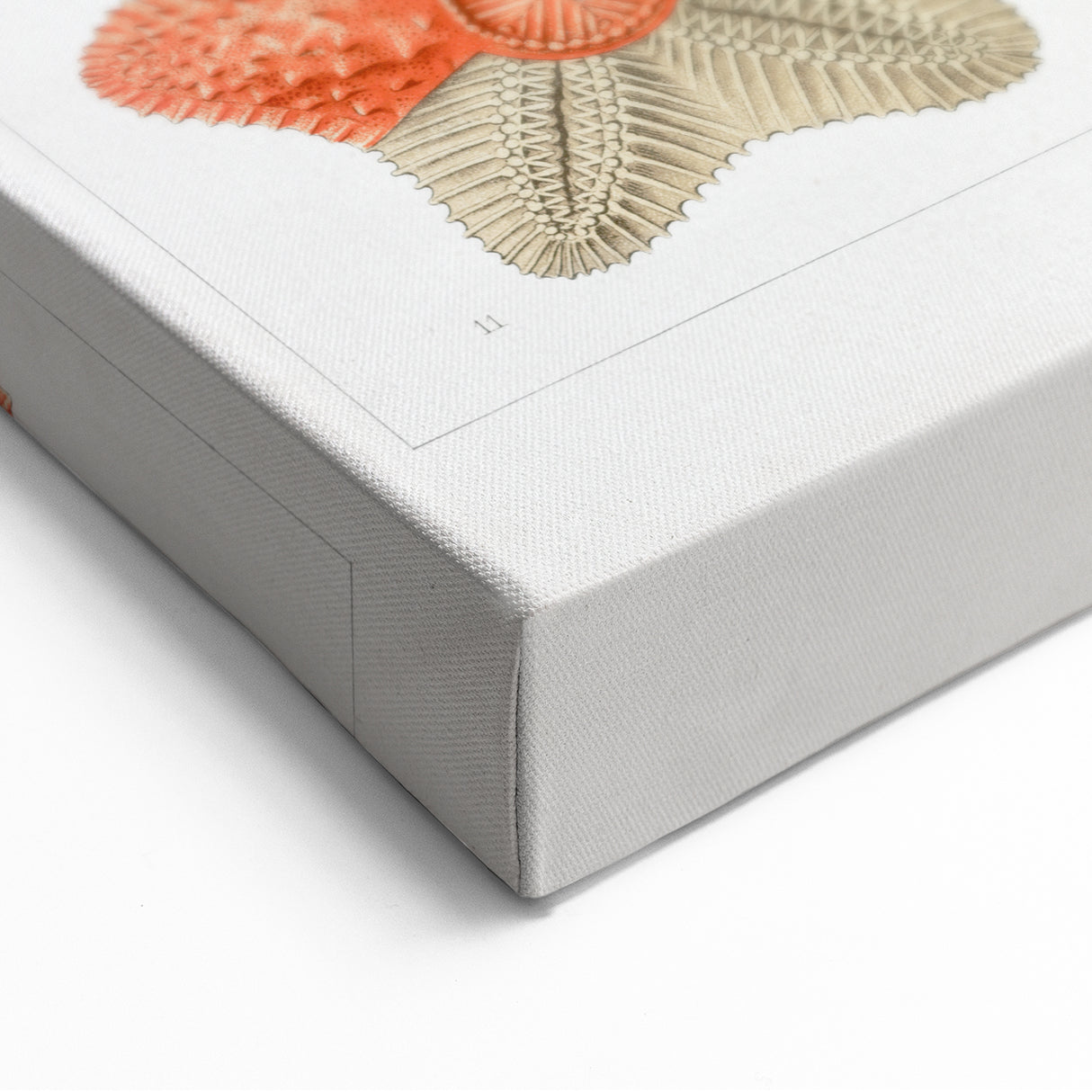 Modern Wall Art: Asteridea Design in Vibrant Coral Tones