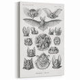 Modern Wall Art: Chiroptera Study - Contemporary Nature Print