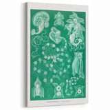 Modern Wall Art: Siphonophorae Study - Abstract Nature Design