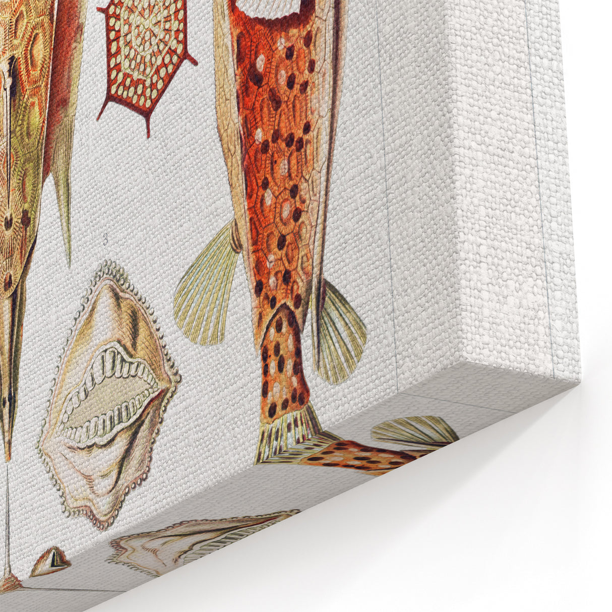 Modern Wall Art: Boxfish Study - Vibrant Marine Life Print