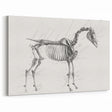 Modern Wall Art – Anatomical Art of Horse Skeleton