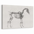 Modern Wall Art – Anatomical Art of Horse Skeleton