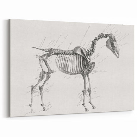 Modern Wall Art – Anatomical Art of Horse Skeleton
