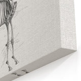 Modern Wall Art – Anatomical Art of Horse Skeleton