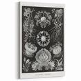 Modern Wall Art - Ernst Haeckel’s Ascomycetes Illustration