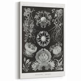 Modern Wall Art - Ernst Haeckel’s Ascomycetes Illustration