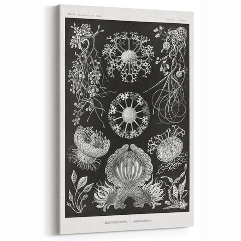 Modern Wall Art - Ernst Haeckel’s Ascomycetes Illustration