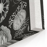 Modern Wall Art - Ernst Haeckel’s Ascomycetes Illustration