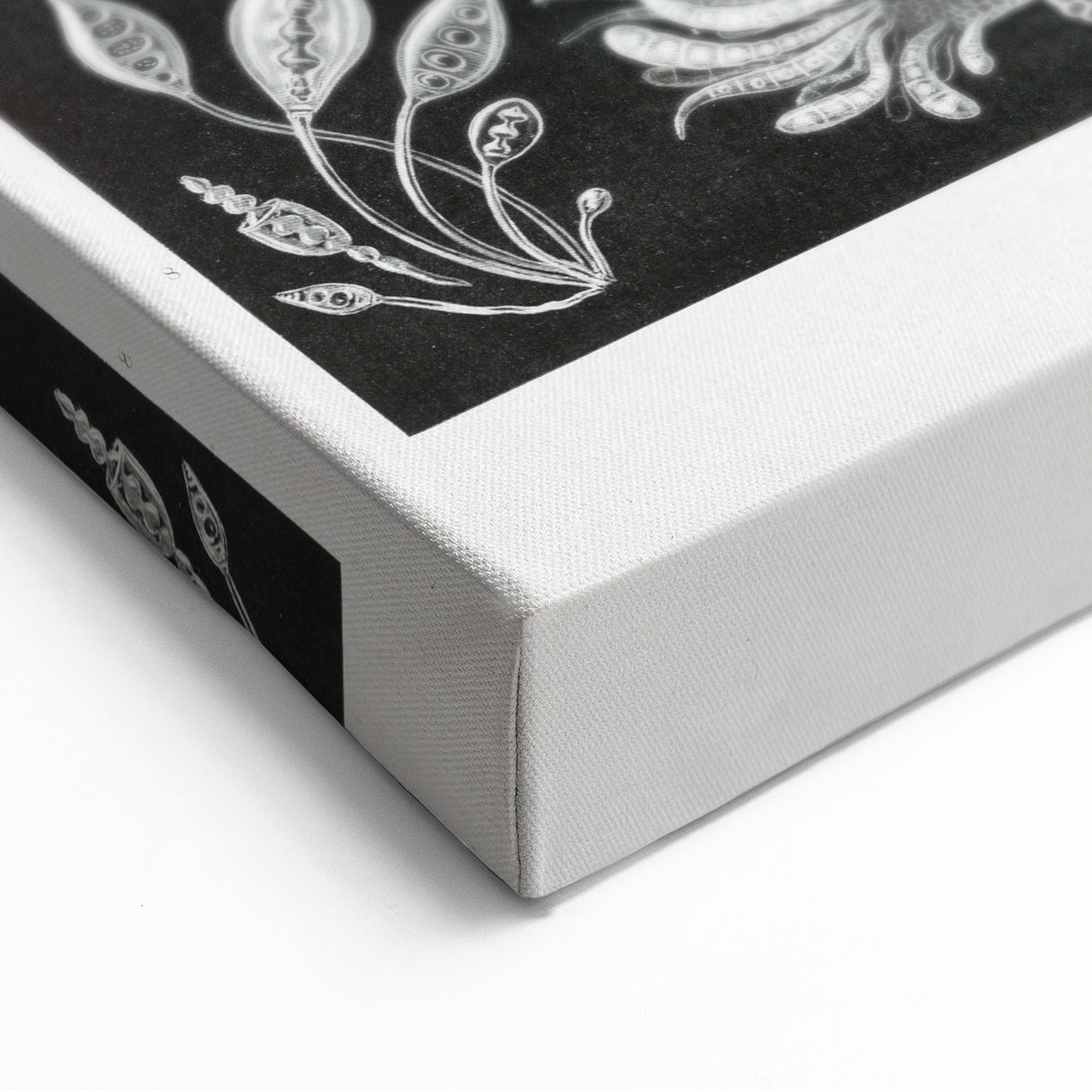 Modern Wall Art - Ernst Haeckel’s Ascomycetes Illustration