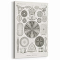 Modern Wall Art - Ernst Haeckel’s Diatomea Illustration Print