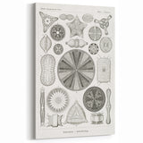 Modern Wall Art - Ernst Haeckel’s Diatomea Illustration Print